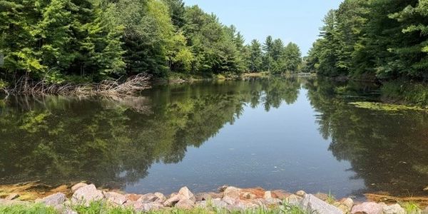 Calm river surrounded by green trees under clear blue sky.