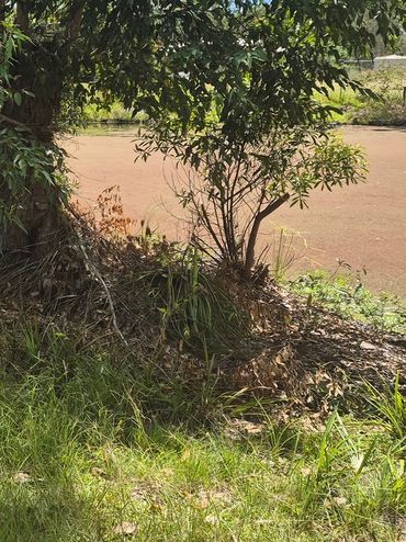 Duckweed overgrowth, Dams, ponds, salvinia