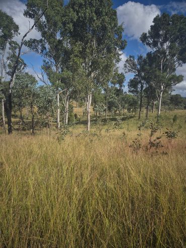 Spraying native re-growth spraying in progress.
Issuing herbicide and marker dye.