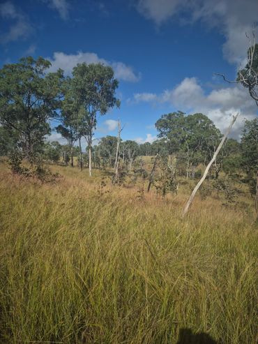 Pasture improvement on its way.
Native Regrowth, Eucalyptus, Suckers, Wattle, Black Wattle, Weeds.