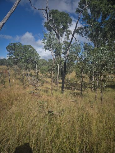 Sprayed with herbicide and maker.
Twin Sprayer, Hand Spraying regrowth