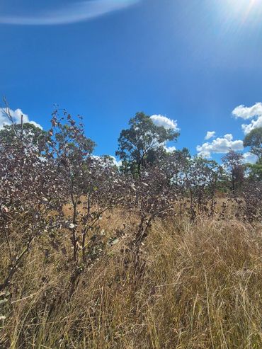 Bringing back pasture for cattle.
Agriculture, Farming