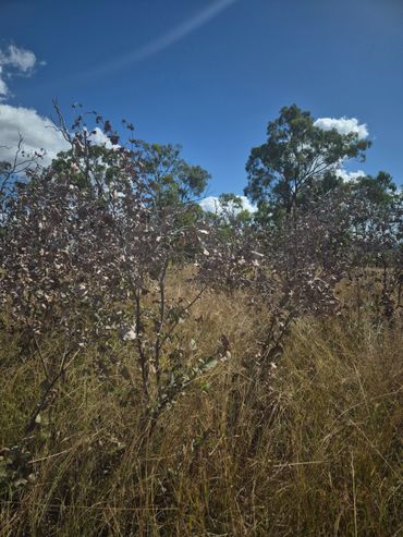 Suckers, Regrowth, Wattle, Lantana, Eucalypts, Herbicide, spraying