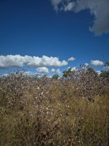 Some of the results.
Suckers, Pasture, Partheniun, Fireweed Lantana