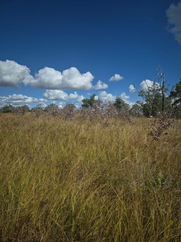 The results 3 weeks later following herbicide treatment of native Re-growth.
Herbicide, Eucalyptus