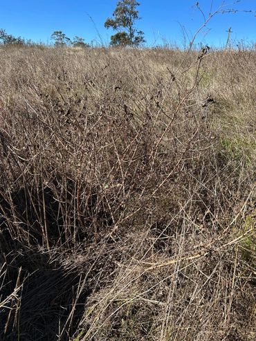 Dry, leafless bushes in a sunlit field under a clear blue sky.