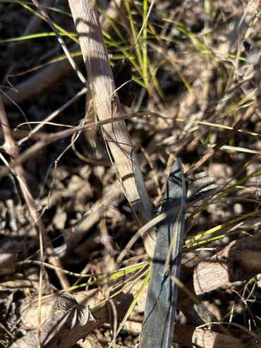 A hidden gray knife among dry grass and twigs outdoors.
