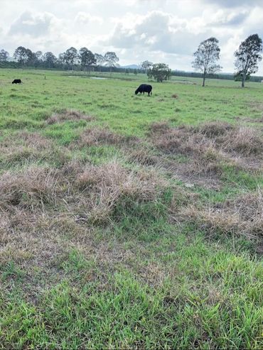 GRT in spring, 4 months after being treated with Flupropanate in winter time.