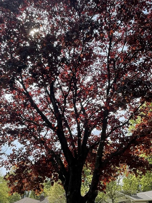Sunlight shines through dark red leaves of a large tree in a suburban neighborhood.