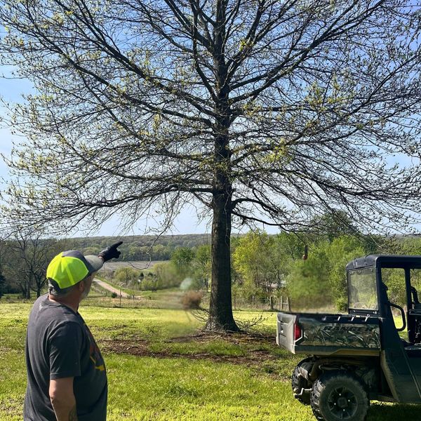 Man points at a large tree in a sunny field with a utility vehicle nearby.