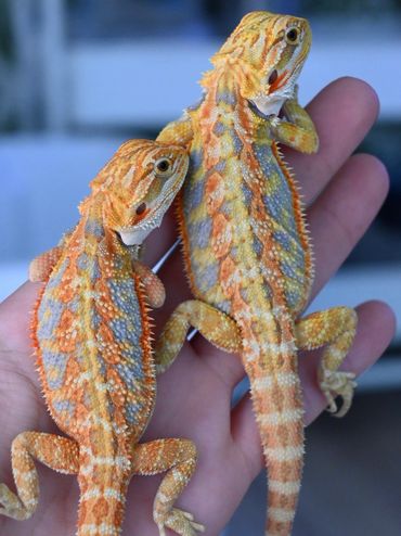 a close up of a couple of lizard on hand