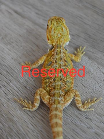 a close up of a lizard on a surface
