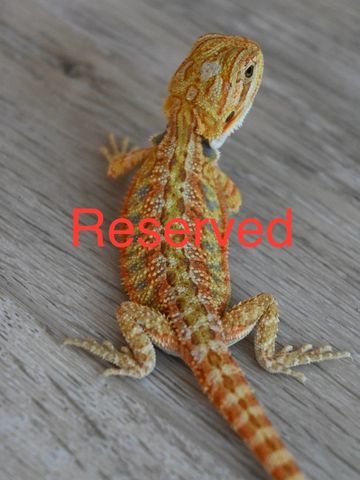 a close up of a lizard on a surface