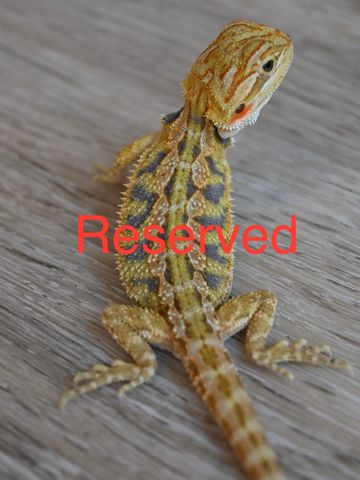 a close up of a lizard on a surface