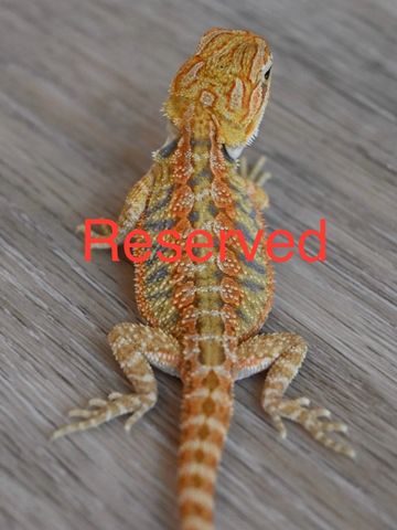 a close up of a lizard on a surface