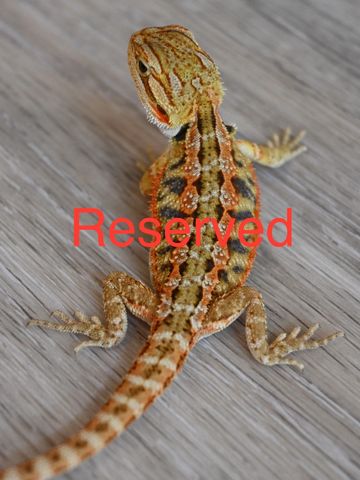 a close up of a lizard on a surface