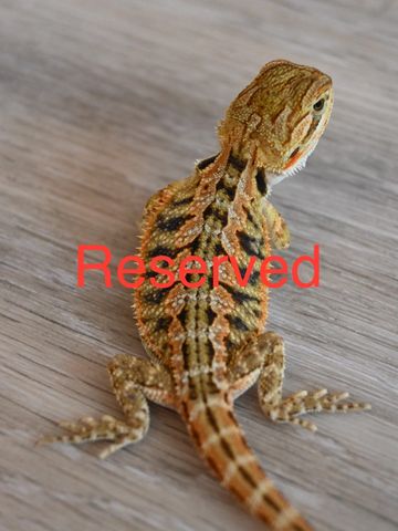 a close up of a lizard on a surface