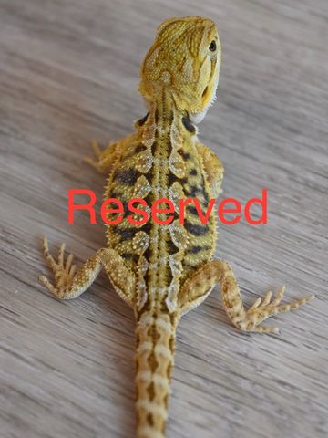 a close up of a lizard on a surface