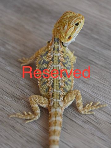 a close up of a lizard on a surface