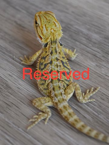 a close up of a lizard on a surface