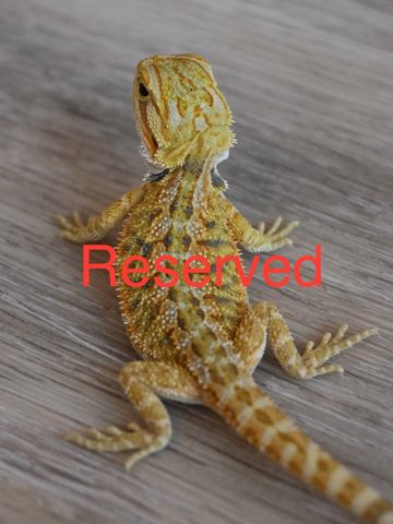 a close up of a lizard on a surface