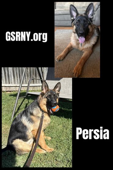 -Now accepting Applications-
***Seeking breed experienced adopters that have the time and devotion t