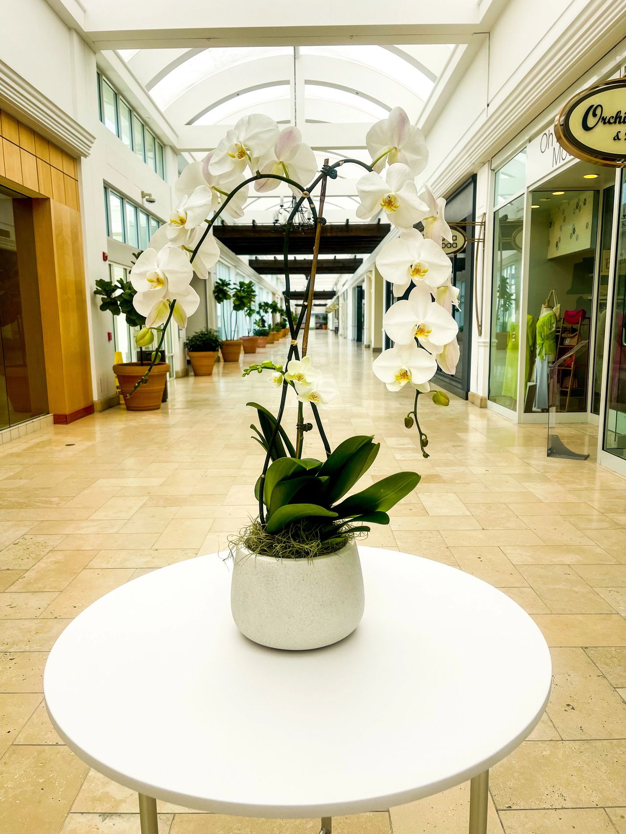 Orchid for interior design