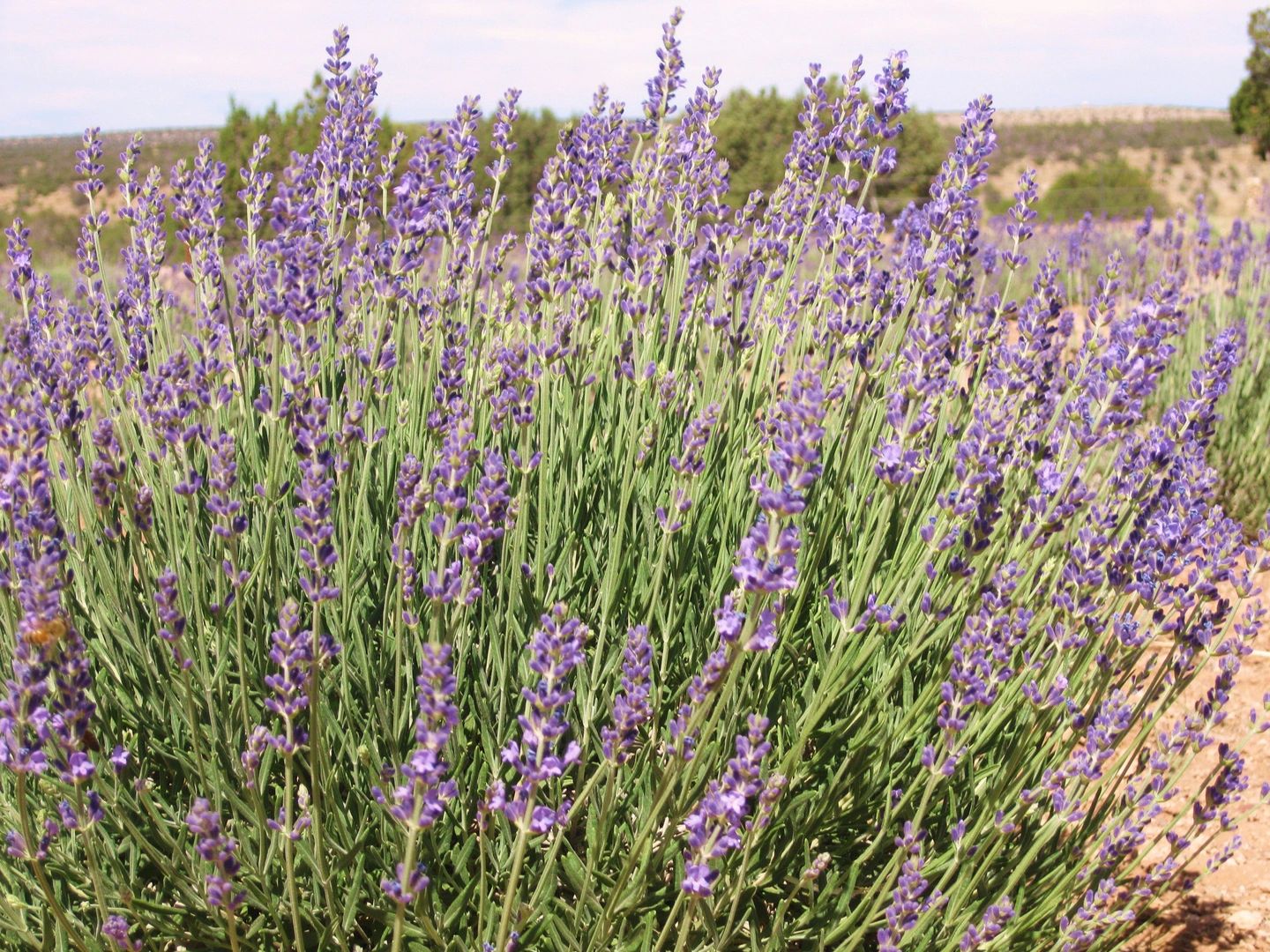Windy Hills Lavender Farm Lavender Farm, Lavender Boutique