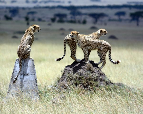 A coalition of three male cheetahs on safari in the Serengeti National Park, Tanzania.