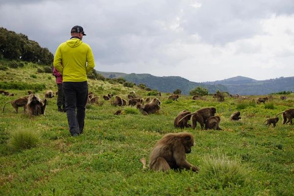 Man walking among grazing geladas in the Simian Mountain National Park, Ethiopia