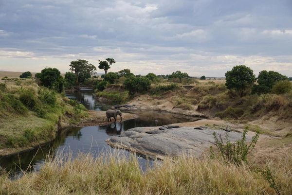 Elephant drinking from a seasonal river from safari in the Masai Mara National Reserve in Kenya