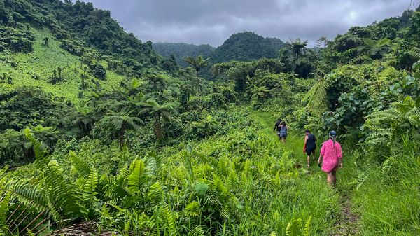 Four hikers on Taveuni Island in Fiji on the Lavena Coastal Walk