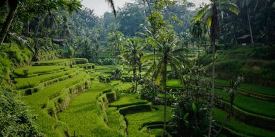 Terrace green hills with palm trees in Bali, Indonesia