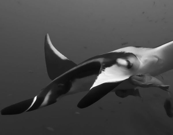 Giant manta ray with two ramoras attached scuba diving the Socorro Islands in Mexico