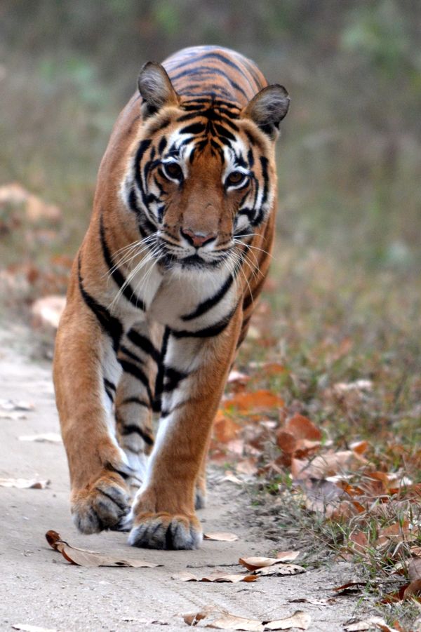 Female bengal tiger walking the dirt road in Kanha National Park, India on tiger safari