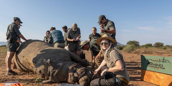 Darcie Smith standing with a vet team 
 and tranquilized white rhino at Marataba, South Africa