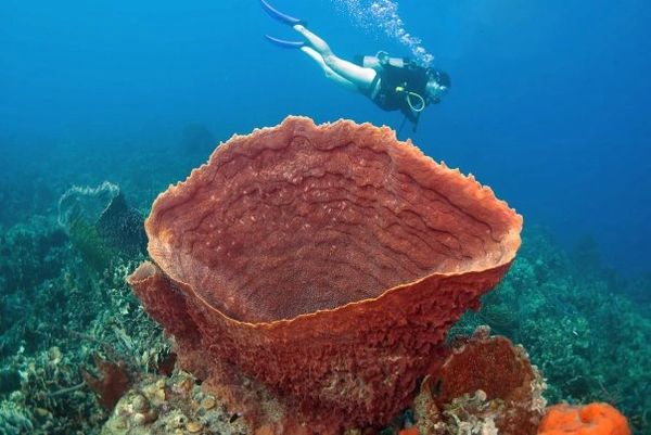 scuba diver in front of a large sponge coral scuba diving in Islan Providencia, Colombia