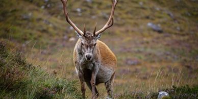 stag highlands photography scotland