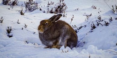 mountain hare snow photography