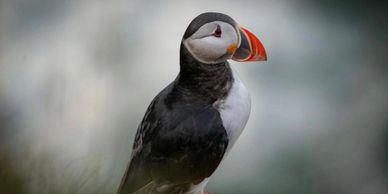 puffin photography bullers of buchan aberdeenshire