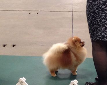 Sonny's first AKC Show at the Louisville Cluster