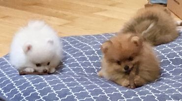 Sonny and Cher's first litter.