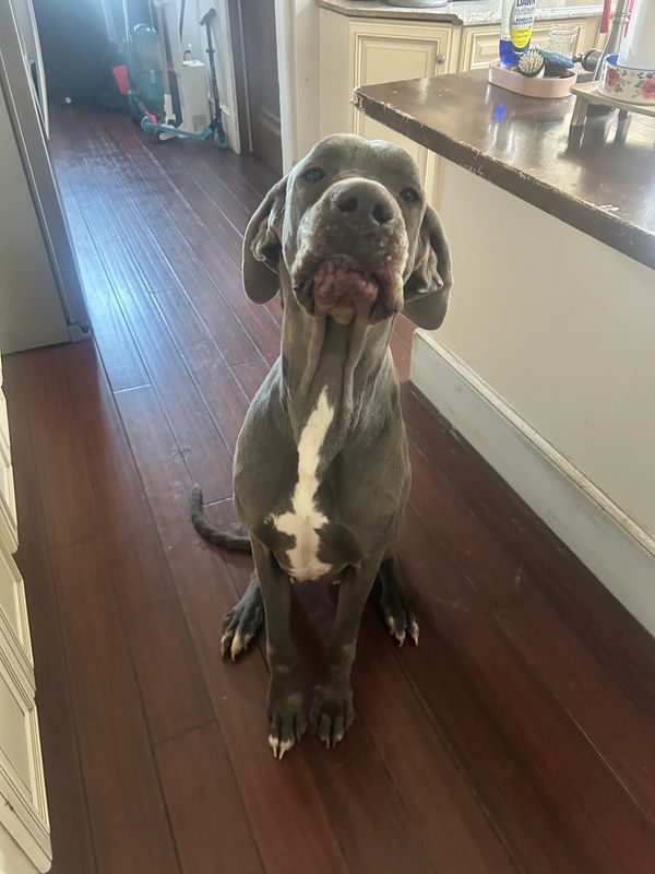 A gray dog with a white chest patch sitting on a wooden floor in a kitchen.