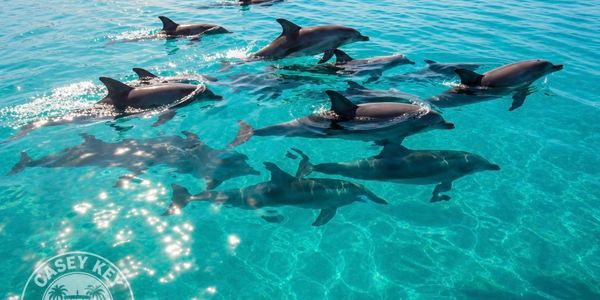 Casey Key Dolphin Tours