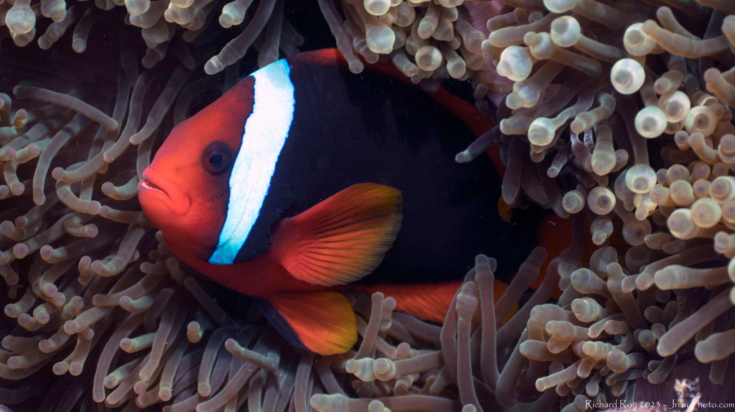 A Black and White Anemonefish