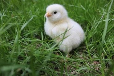 OMG?? SALMON FAVEROLLE CHICK?