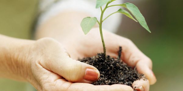 Hands in dirt with plant
