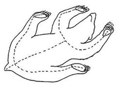 The Flat incision works best for rugs but can also be used for lifesize mounts.