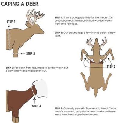 Caping a deer