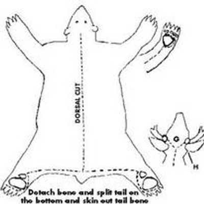 Dorsal Cut for a lifesize mount